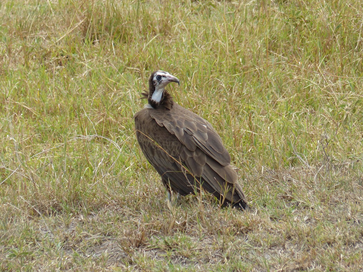 Hooded Vulture - ML645490980