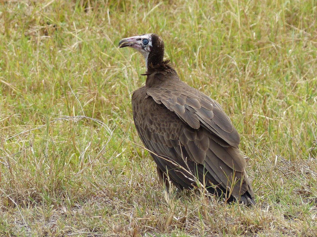 Hooded Vulture - ML645490982
