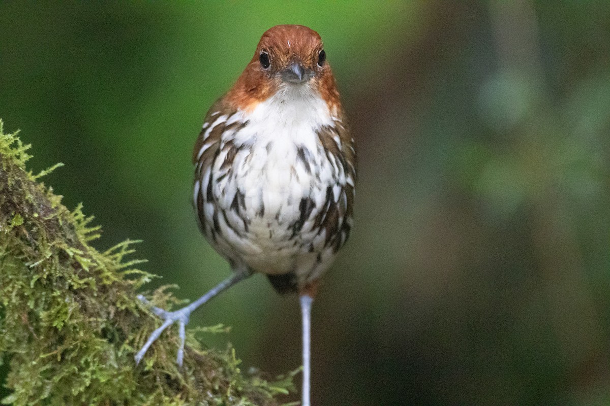 Мурашниця рудоголова - ML645490983