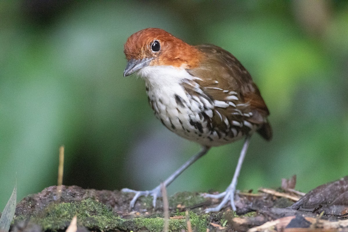 Мурашниця рудоголова - ML645490984