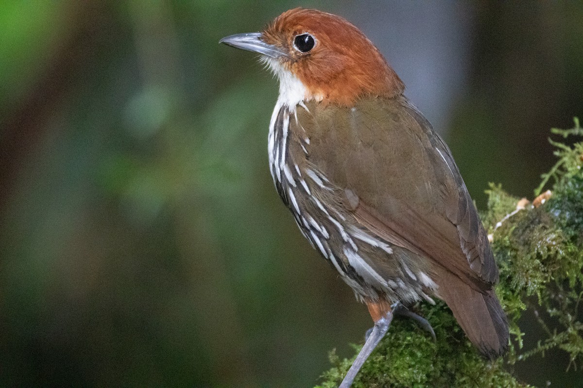 Мурашниця рудоголова - ML645490985