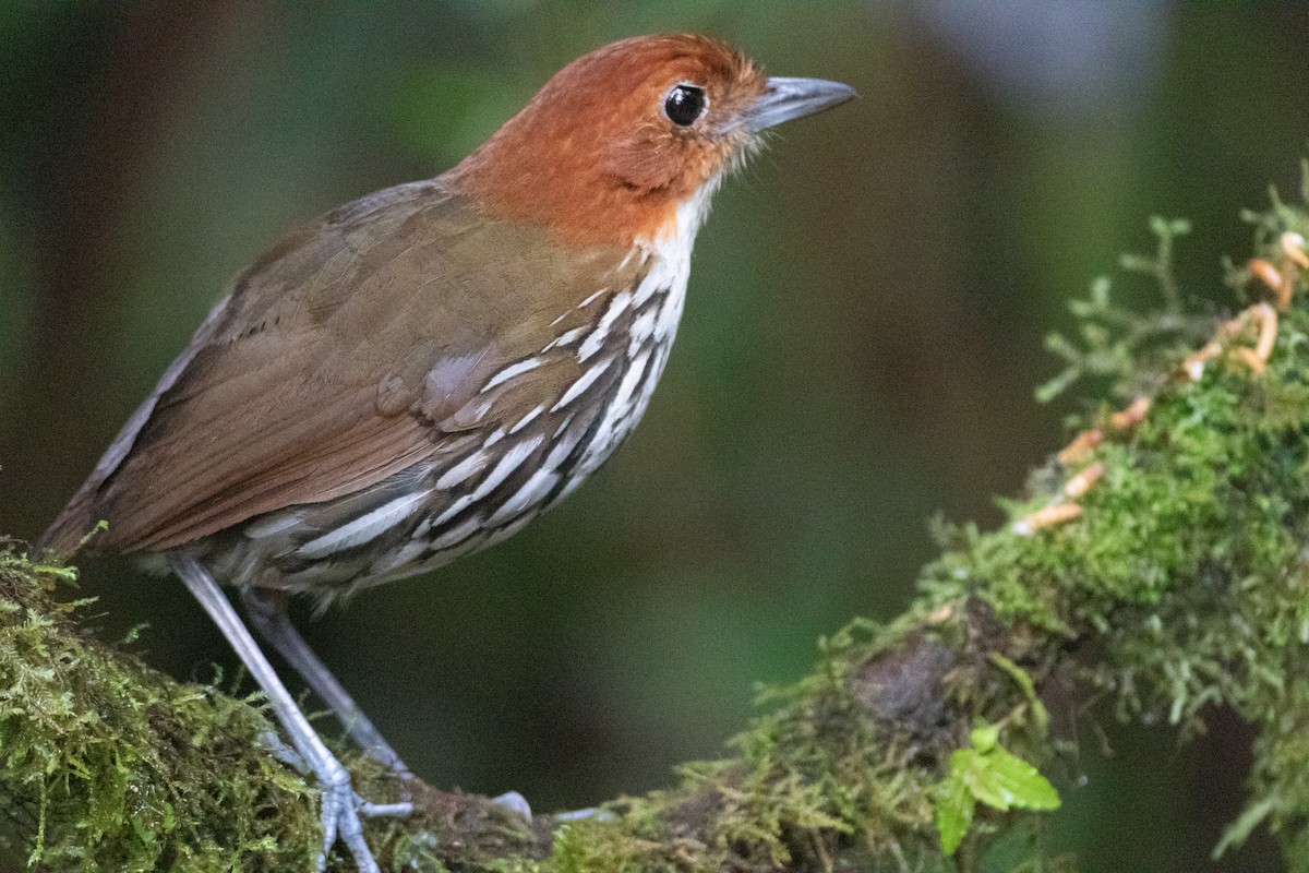 Мурашниця рудоголова - ML645490986