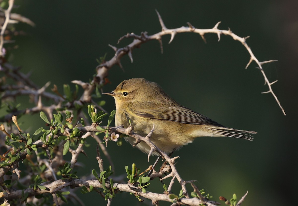 Common Chiffchaff - ML645490990