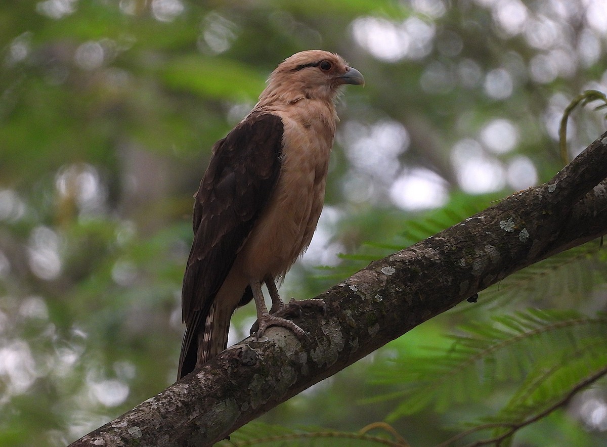 Хімахіма - ML645490991