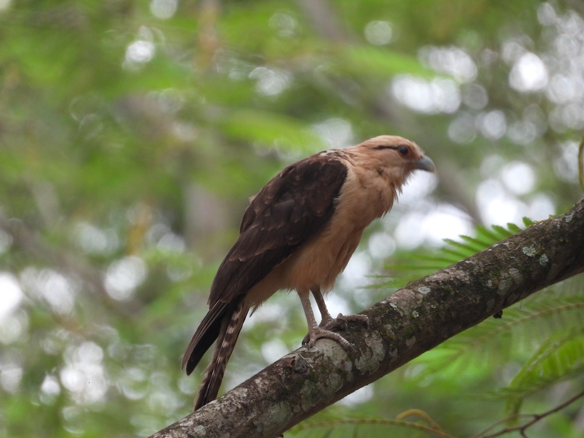 Хімахіма - ML645490992