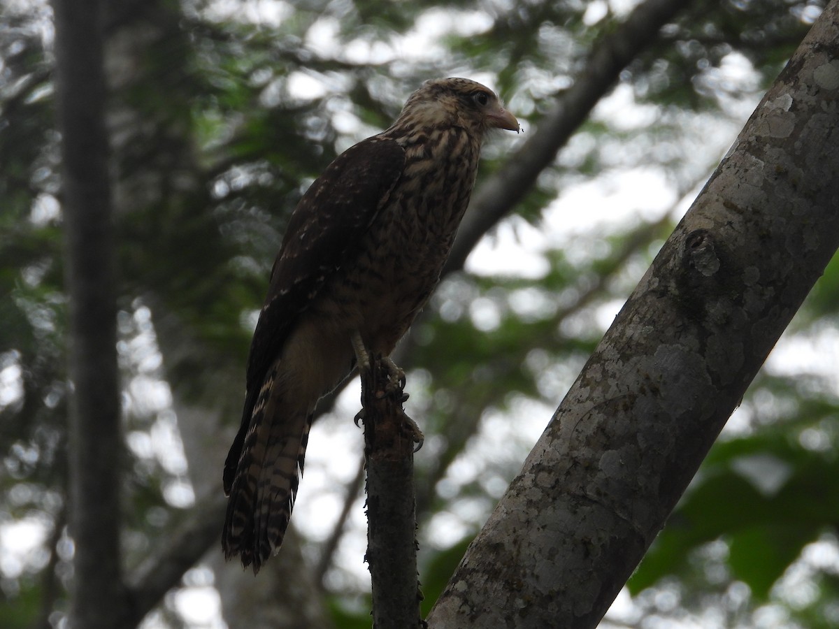 Хімахіма - ML645490993