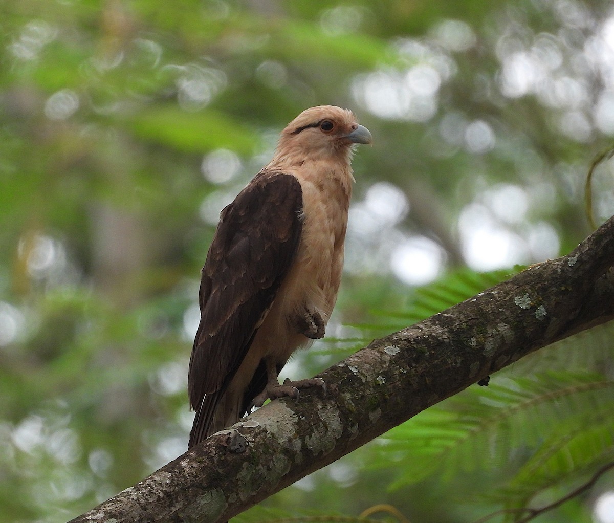 Хімахіма - ML645490994