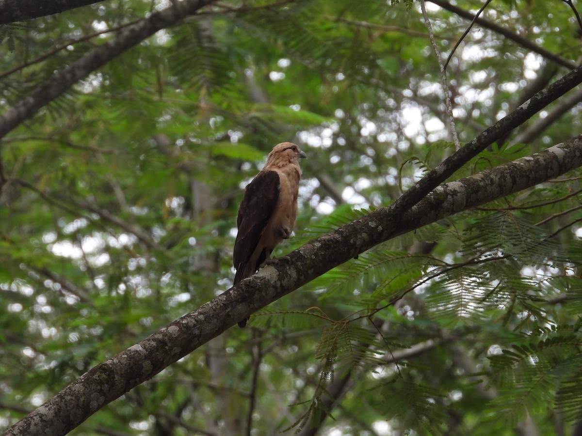 Хімахіма - ML645490996