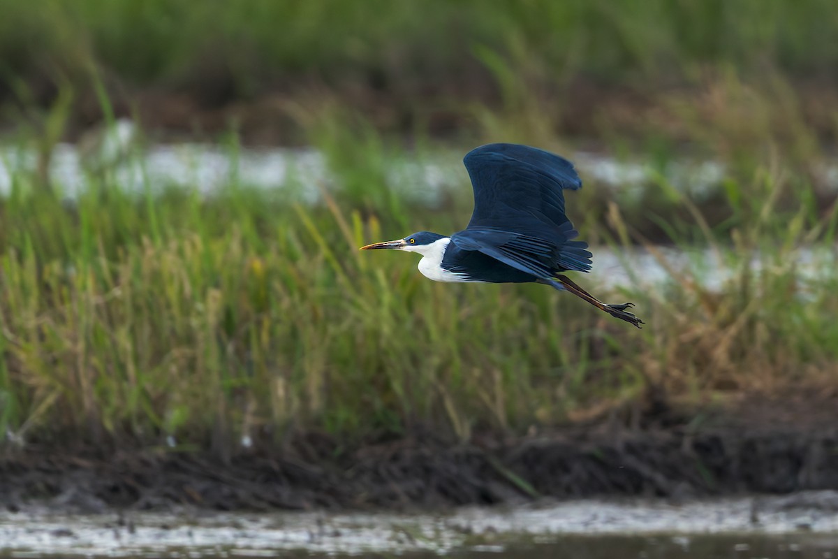 Чепура строката - ML645491000