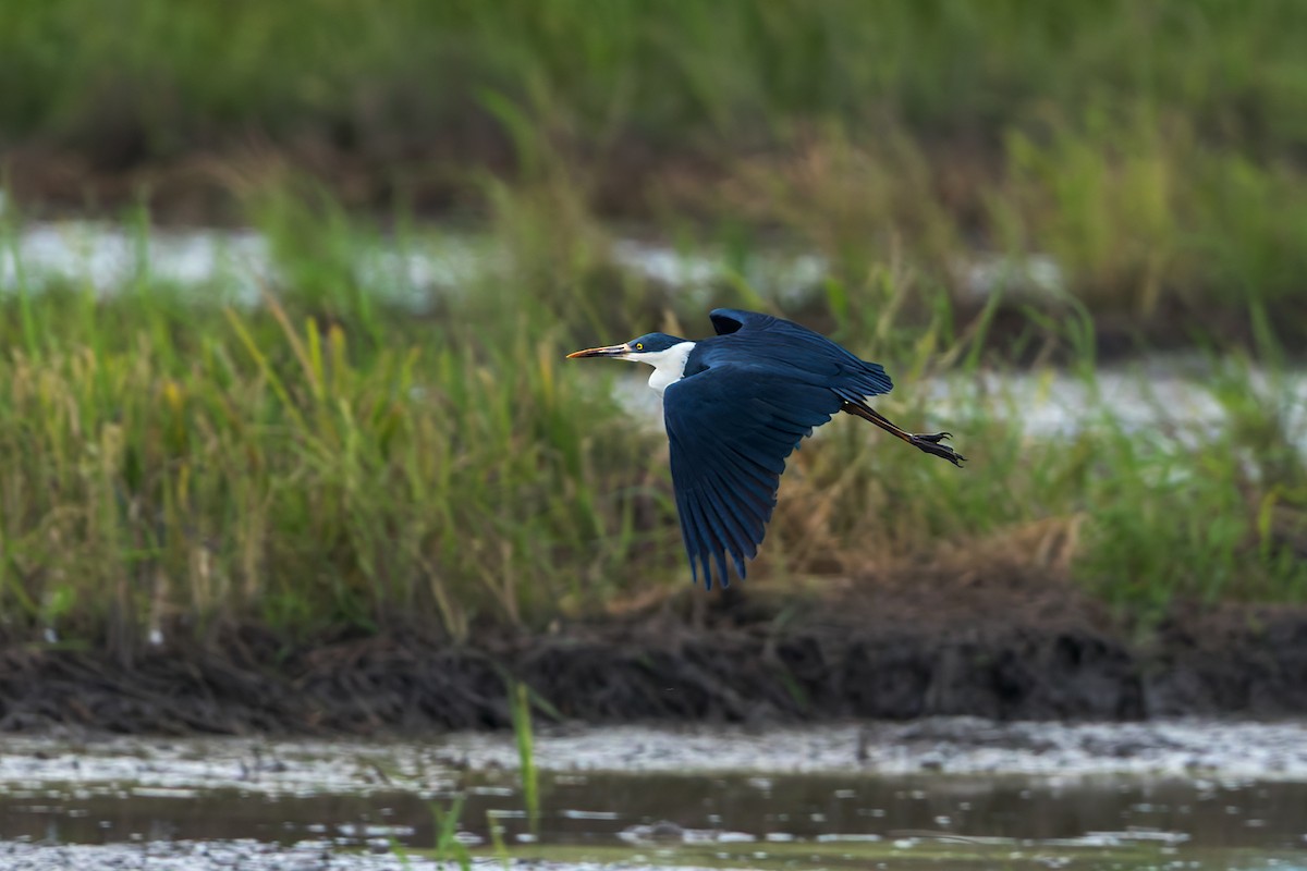 Чепура строката - ML645491002