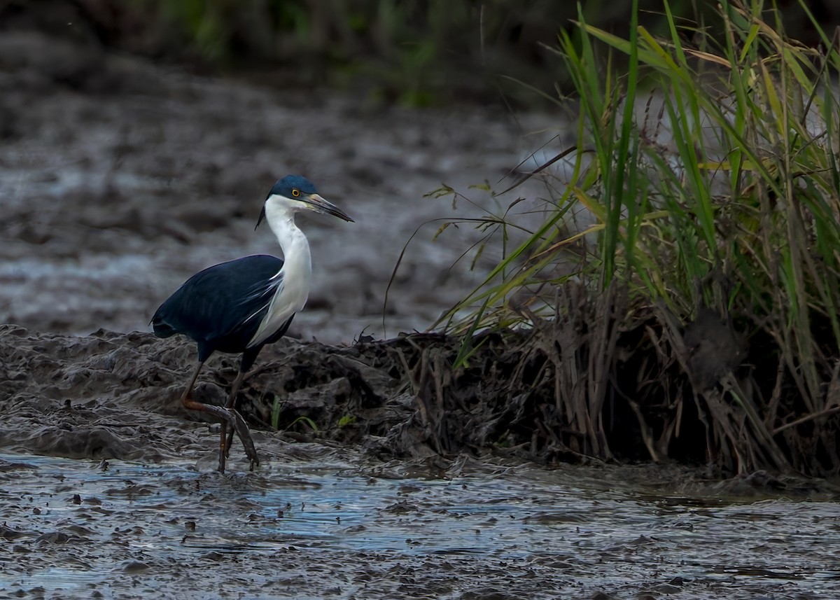 Чепура строката - ML645491003