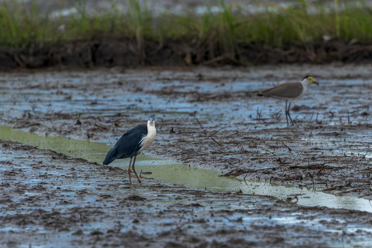 Чепура строката - ML645491004