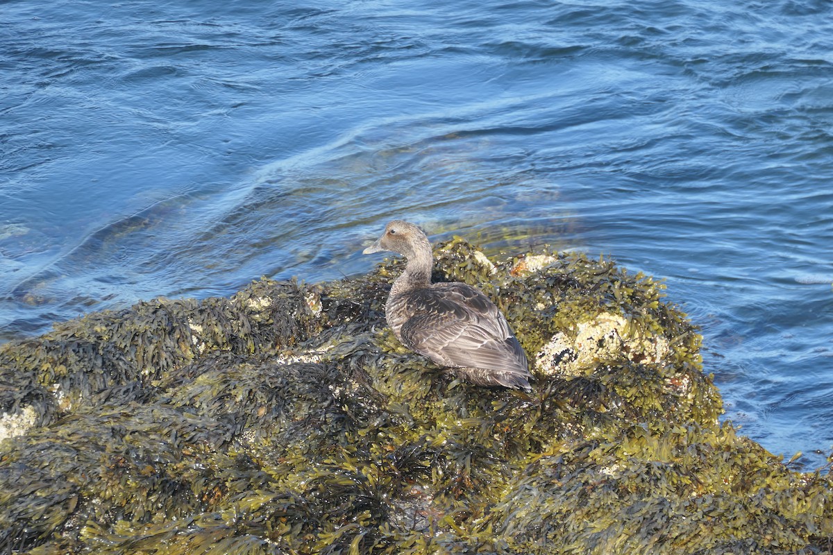 Пухівка зеленошия - ML645491005