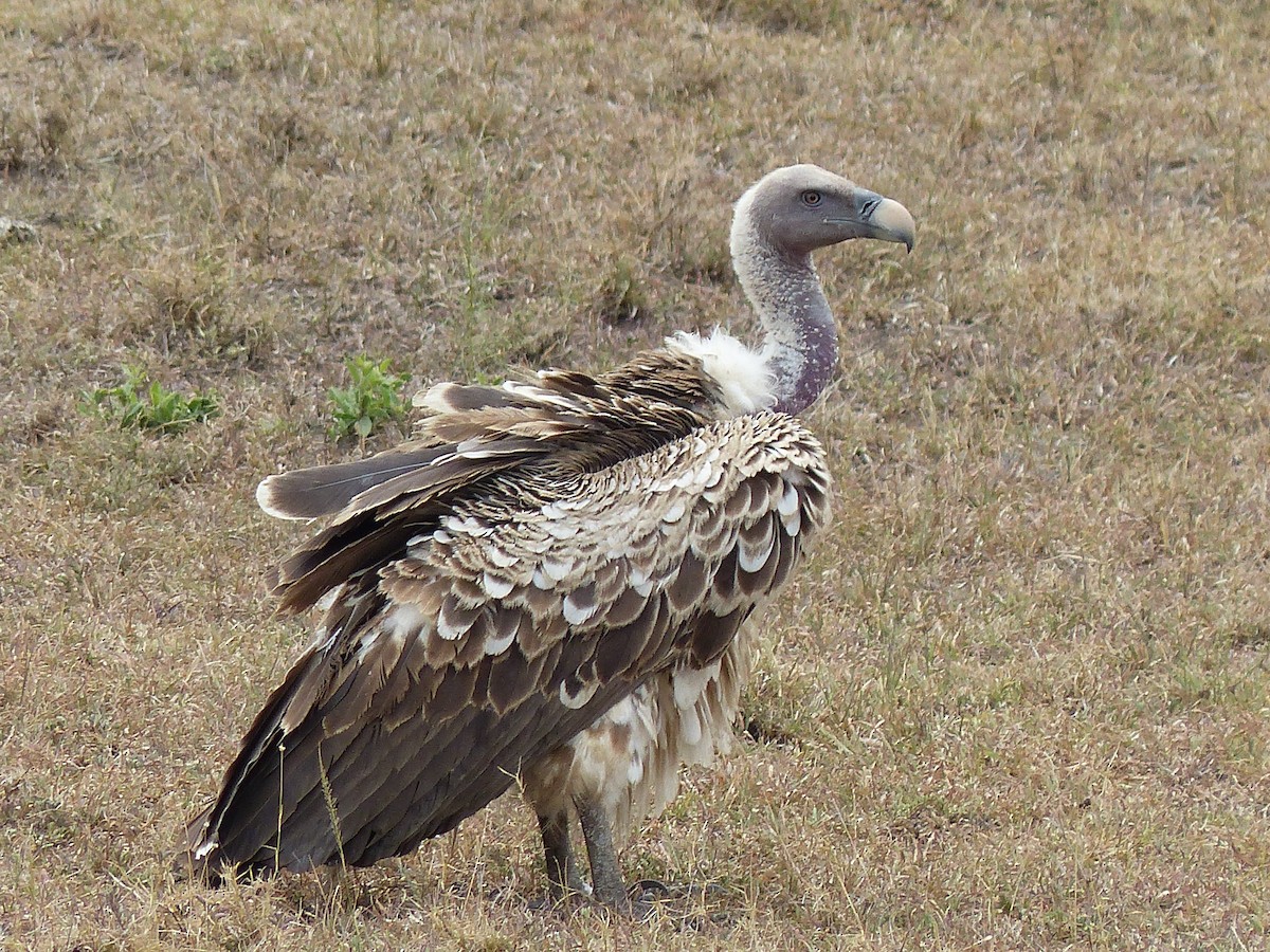 Сип африканський - ML645491006