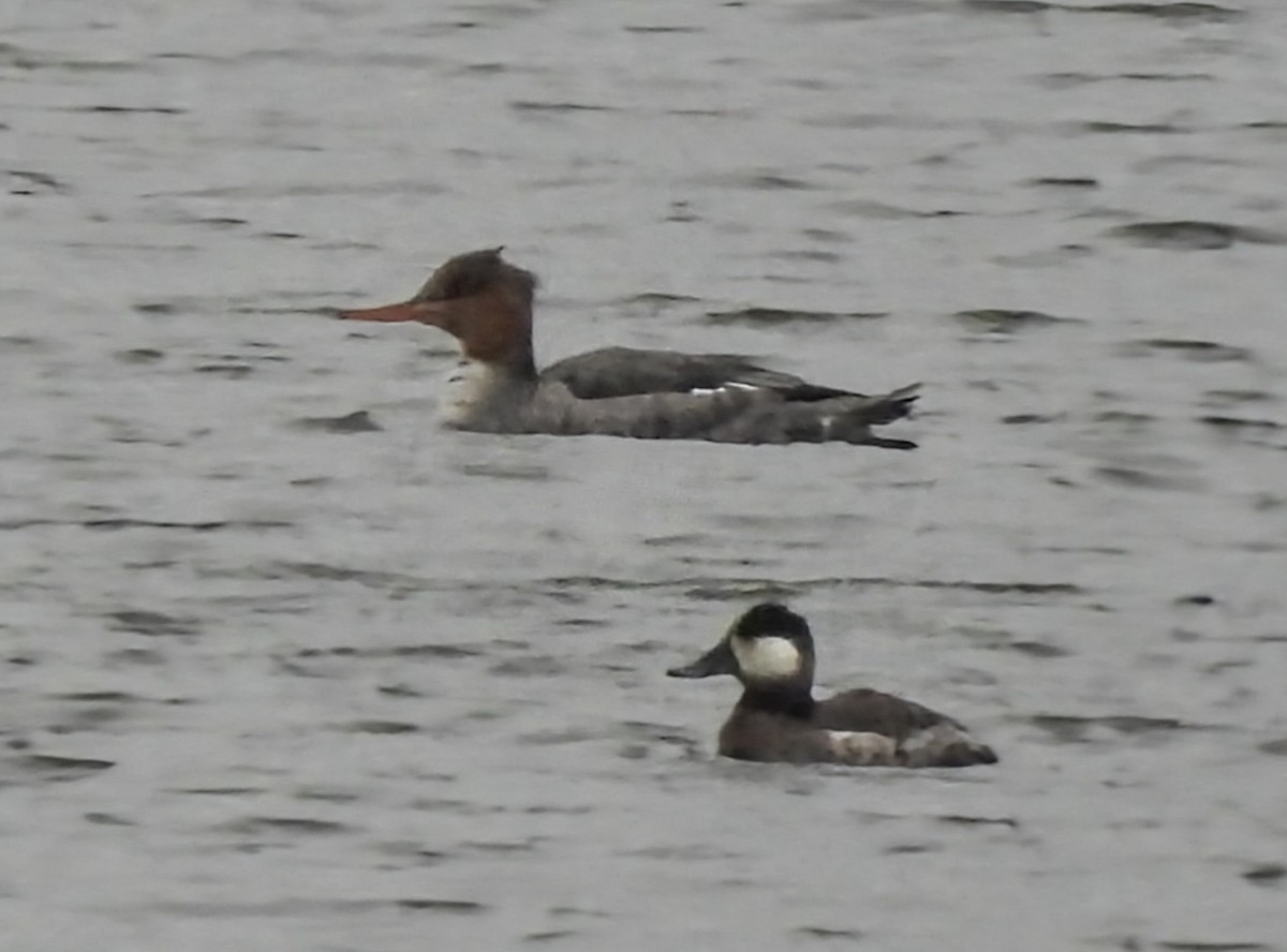 Савка американська - ML645491007