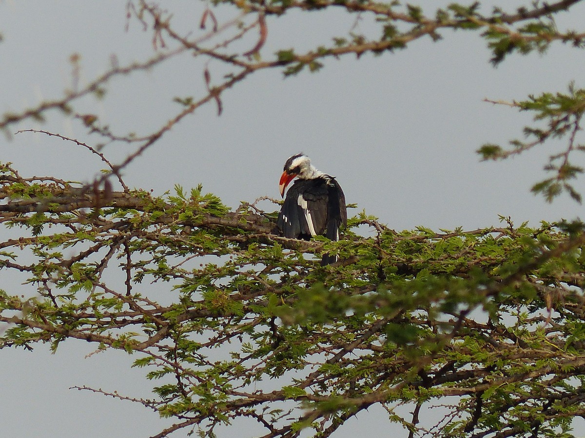 Токо чорнокрилий - ML645491008