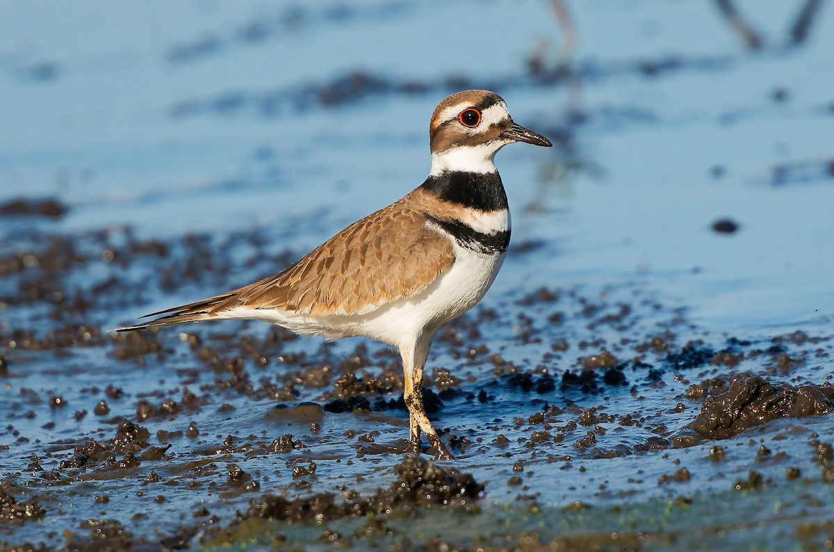 Пісочник крикливий - ML645491009