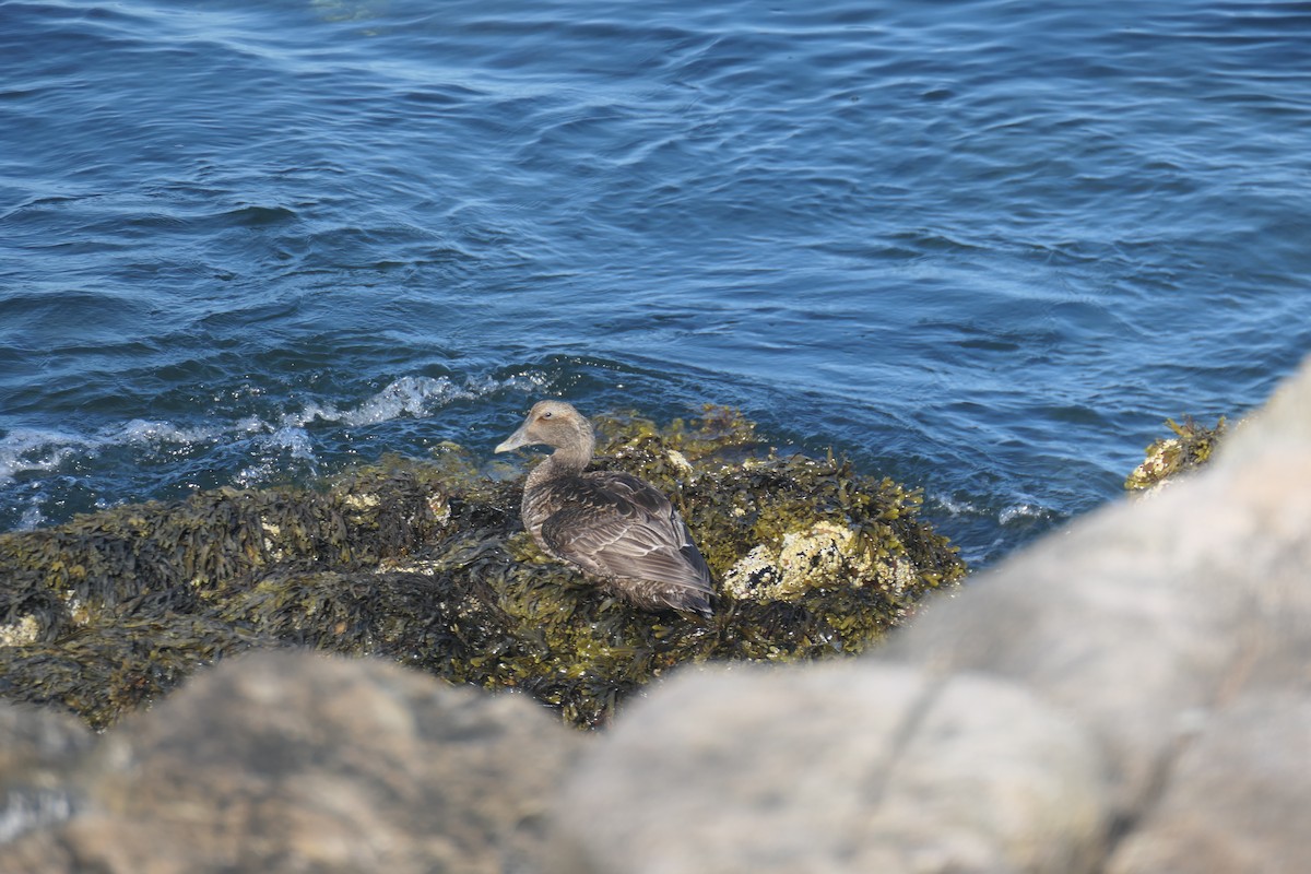 Пухівка зеленошия - ML645491010