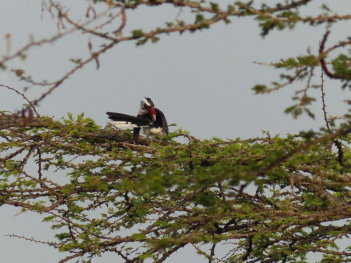 Токо чорнокрилий - ML645491012