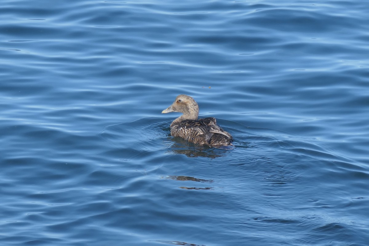 Пухівка зеленошия - ML645491013