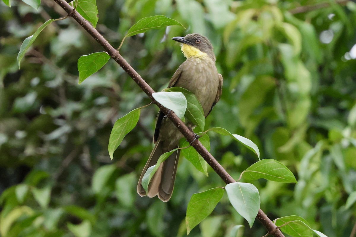 Торо сивоголовий - ML645491014