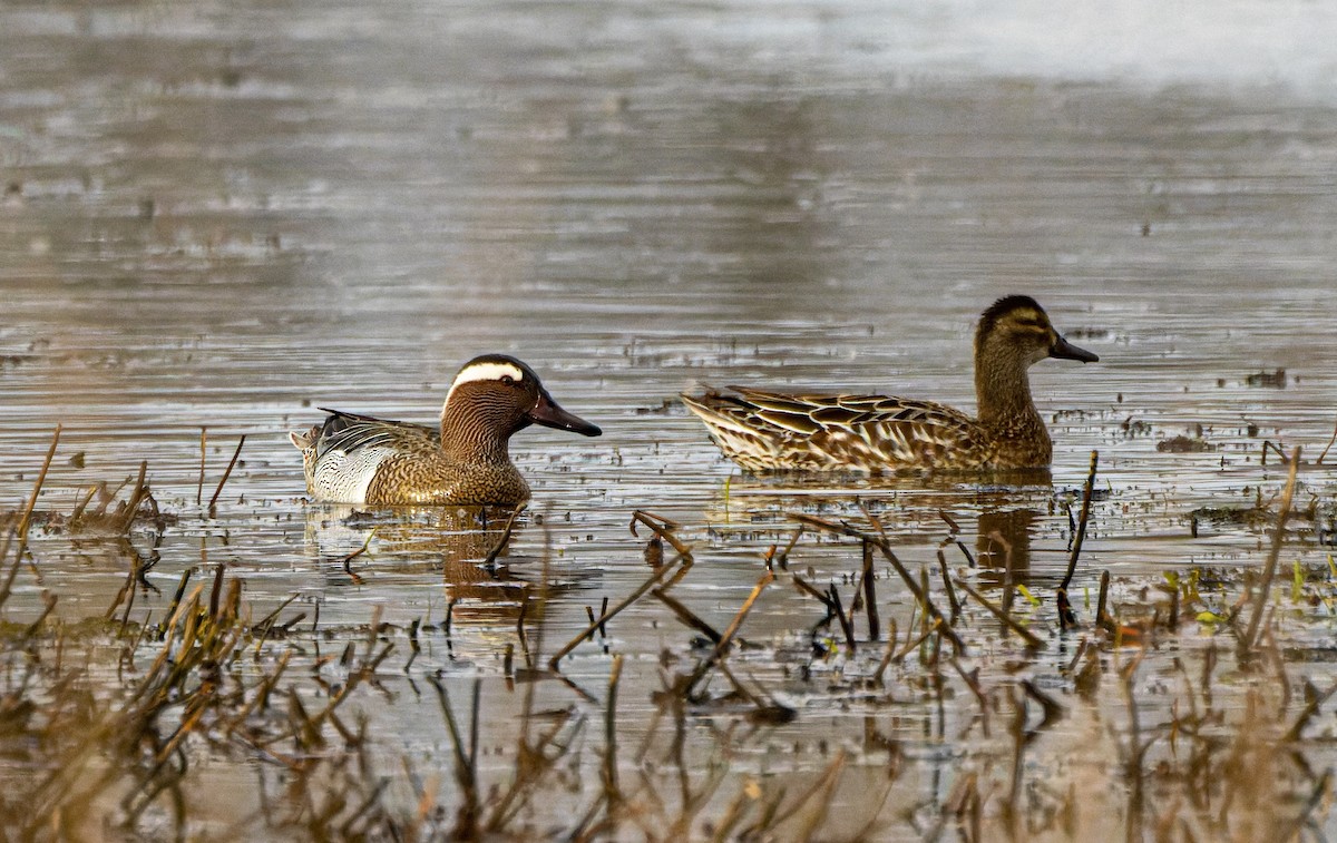 Чирянка велика - ML645491015