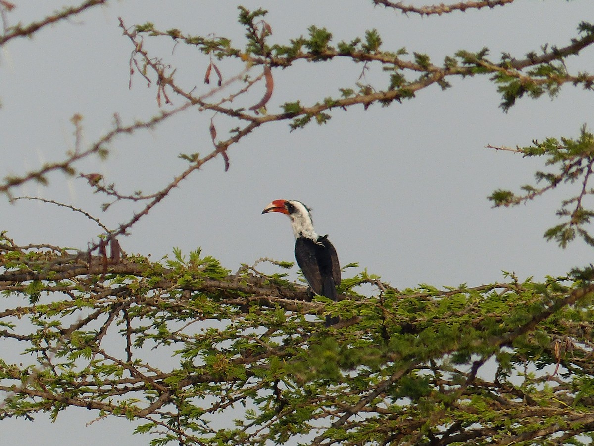 Токо чорнокрилий - ML645491017
