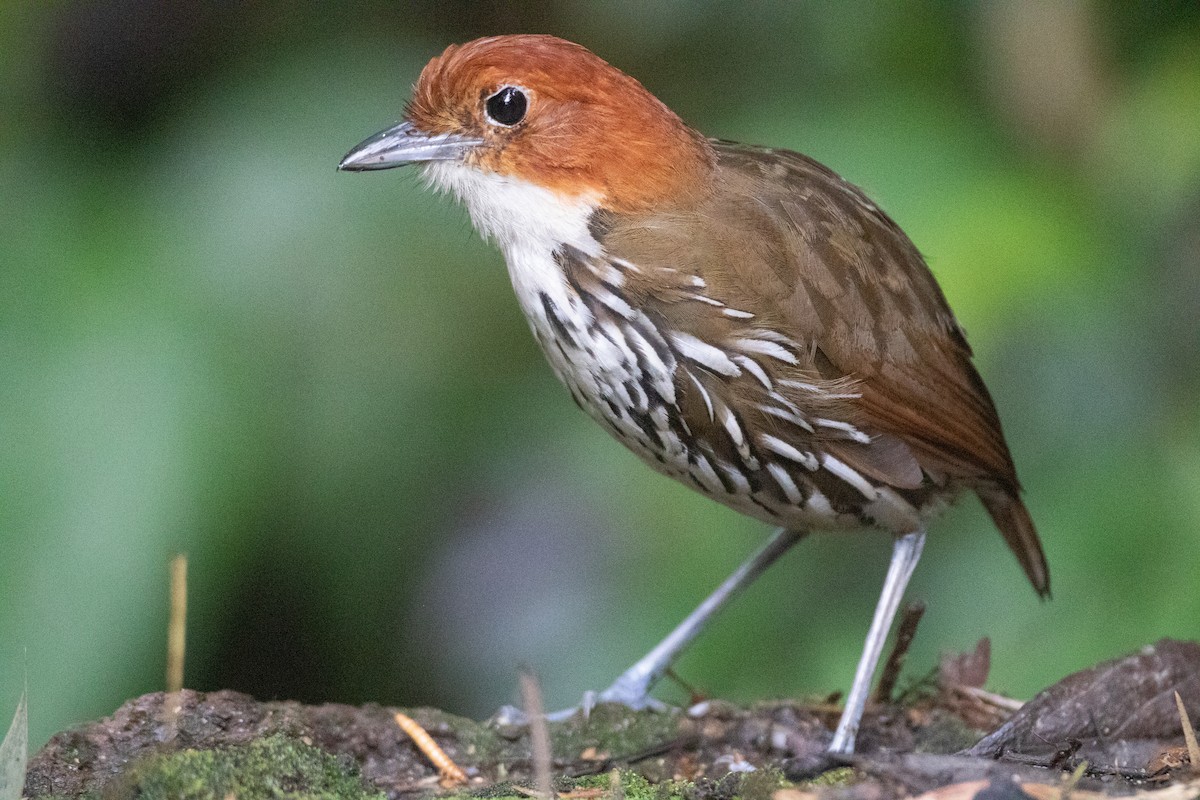 Мурашниця рудоголова - ML645491018