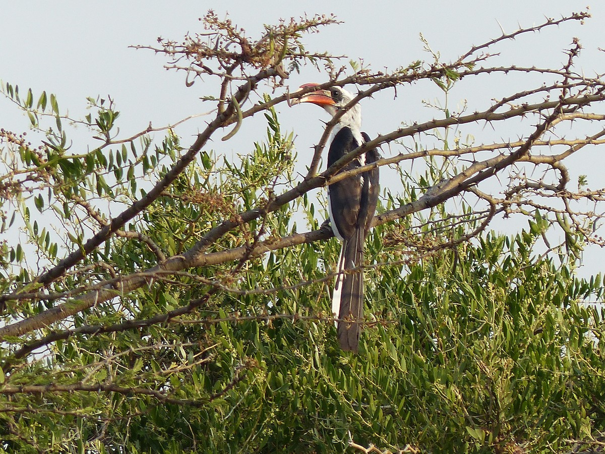 Токо чорнокрилий - ML645491021