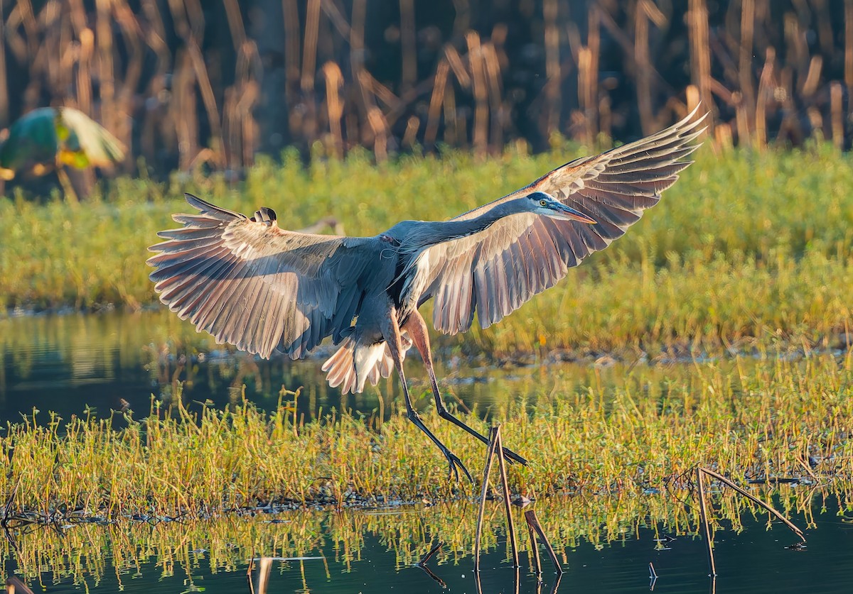 Чапля північна - ML645491022