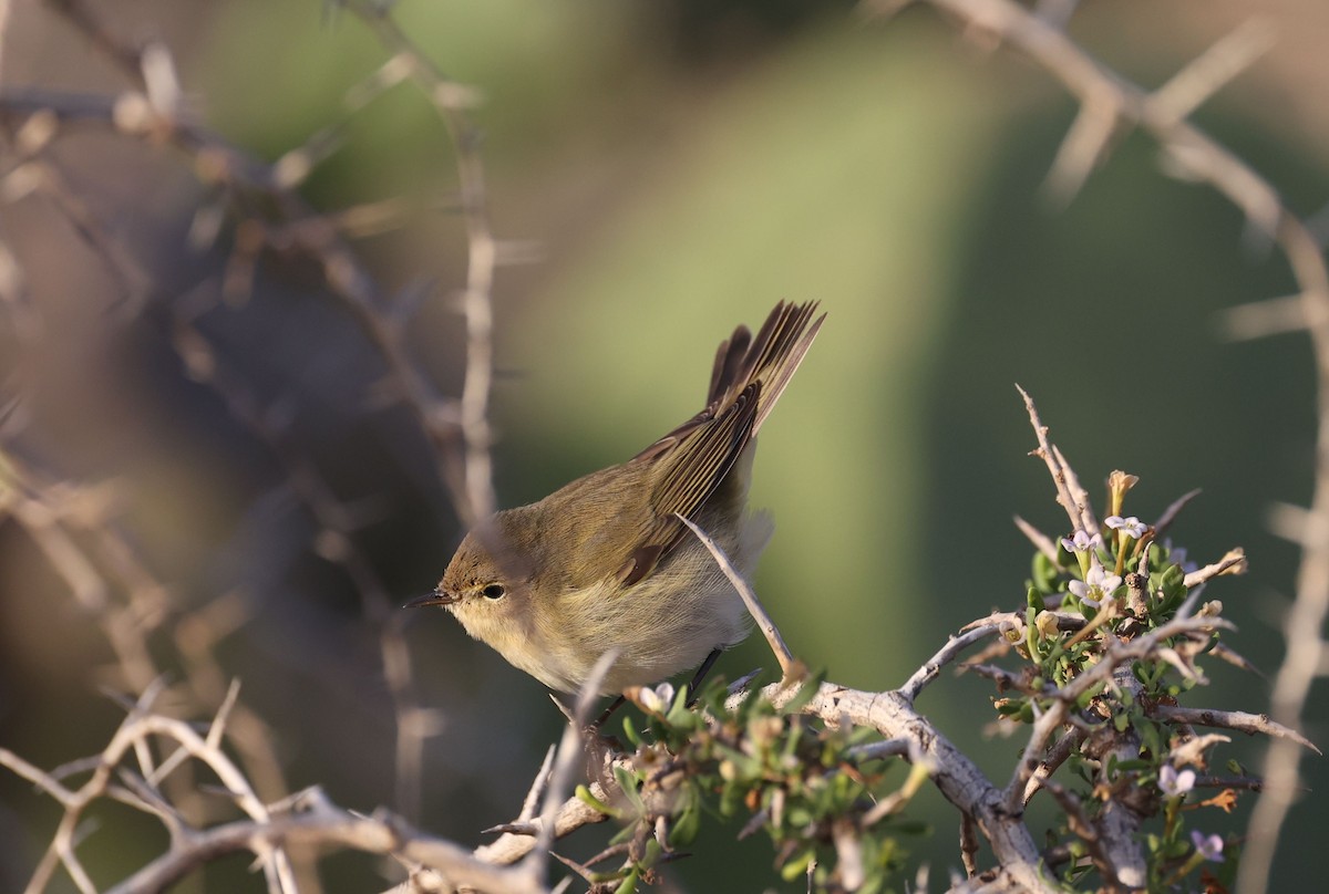 Common Chiffchaff - ML645491024