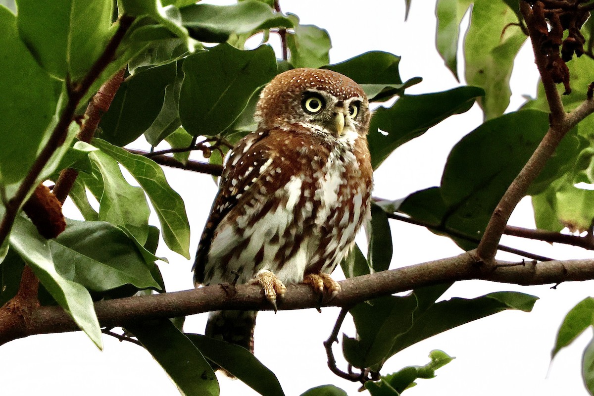 Pearl-spotted Owlet - ML645491025