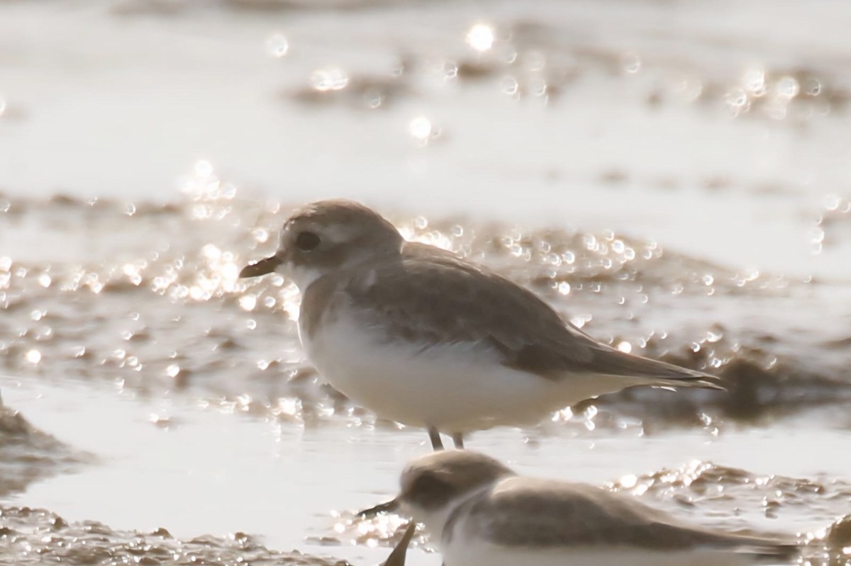 Tibet Cılıbıtı - ML645491029