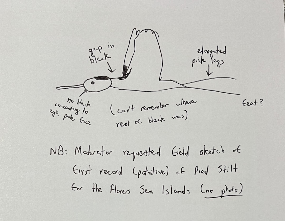 Weißgesicht-Stelzenläufer - ML645491031