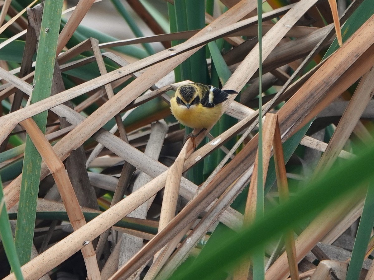 Many-colored Rush Tyrant - ML645491036