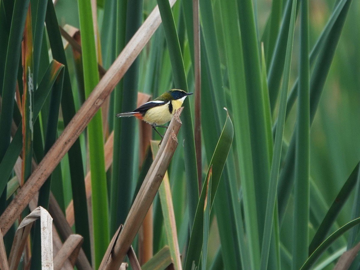 Many-colored Rush Tyrant - ML645491037