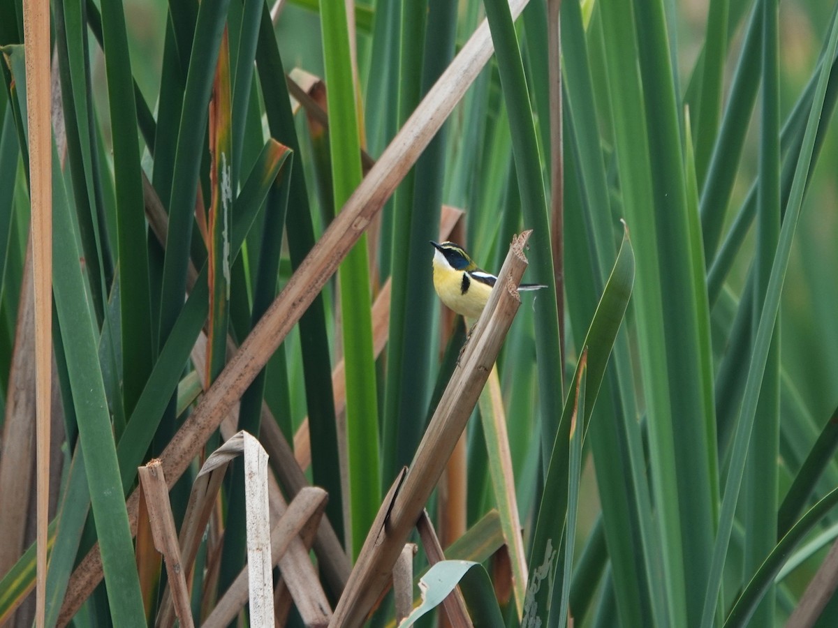 Many-colored Rush Tyrant - ML645491038