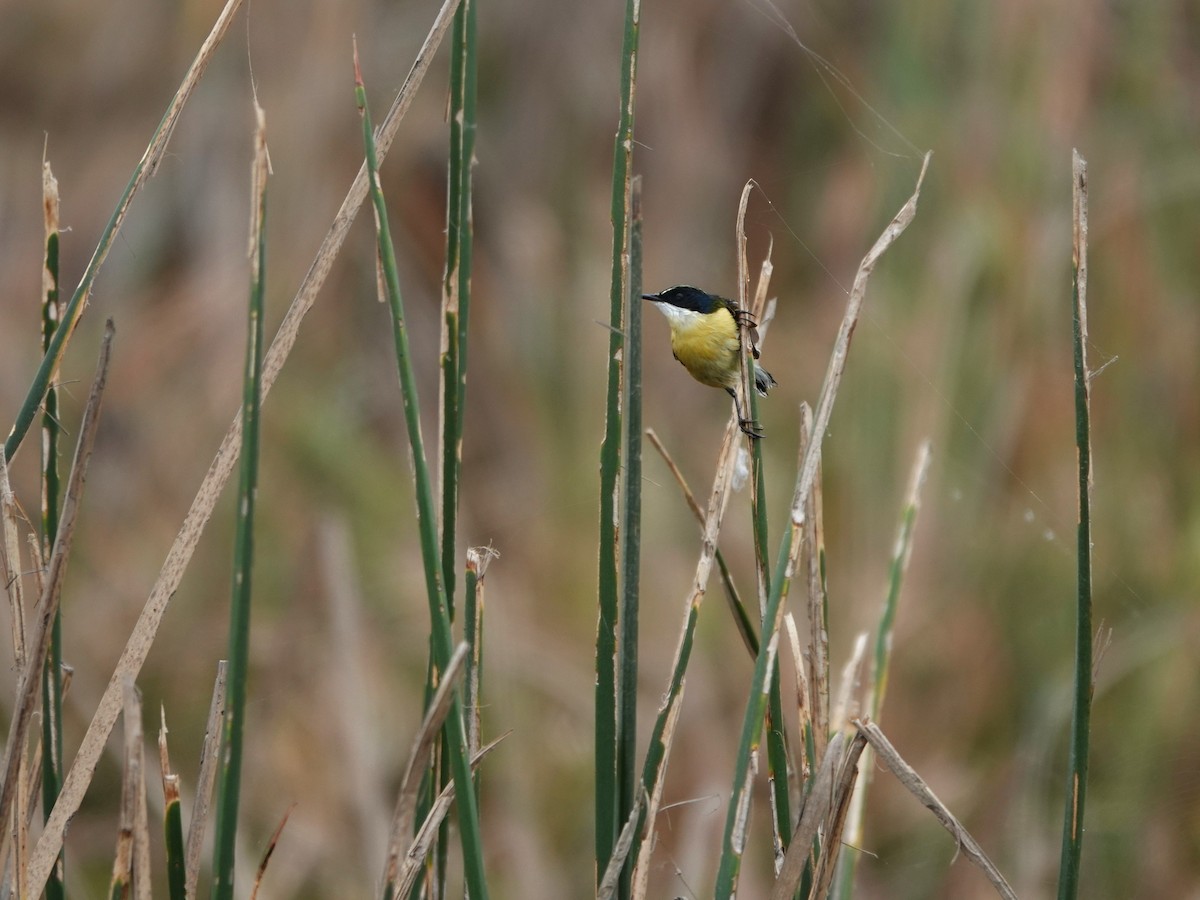 Many-colored Rush Tyrant - ML645491039