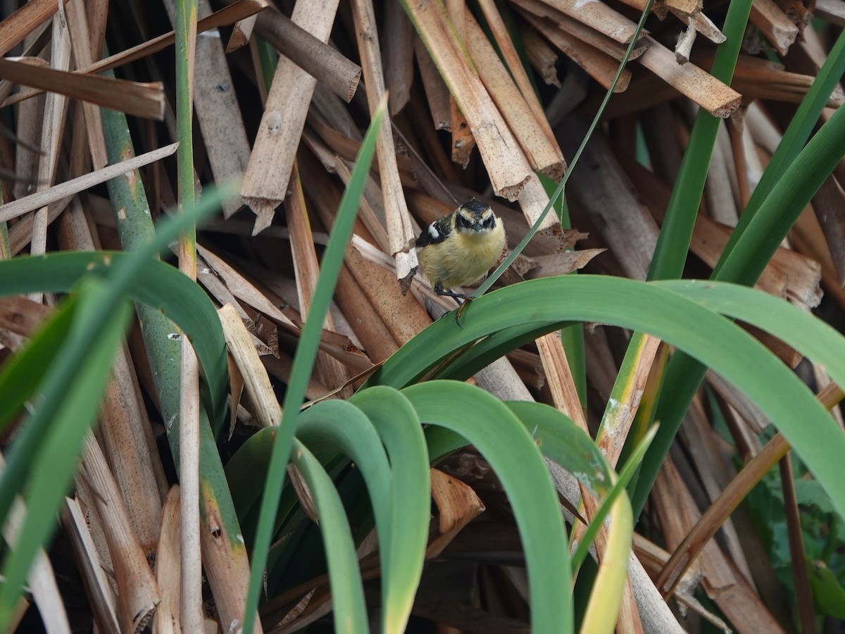 Many-colored Rush Tyrant - ML645491040