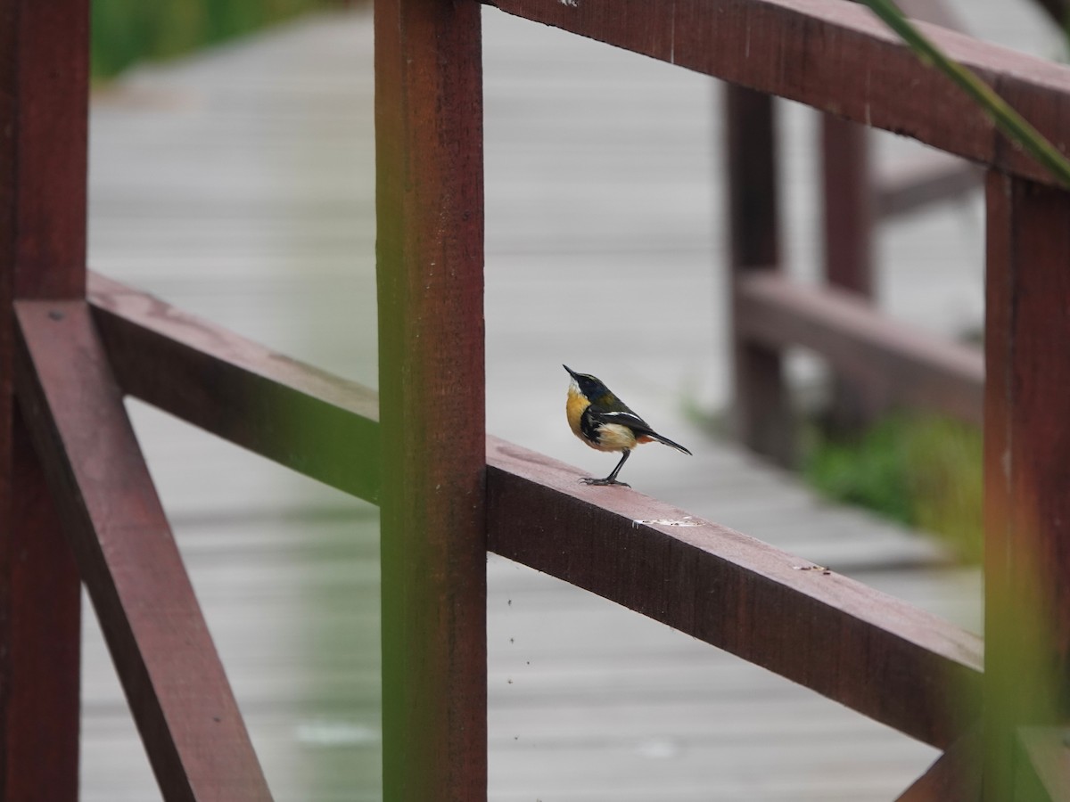 Many-colored Rush Tyrant - ML645491041