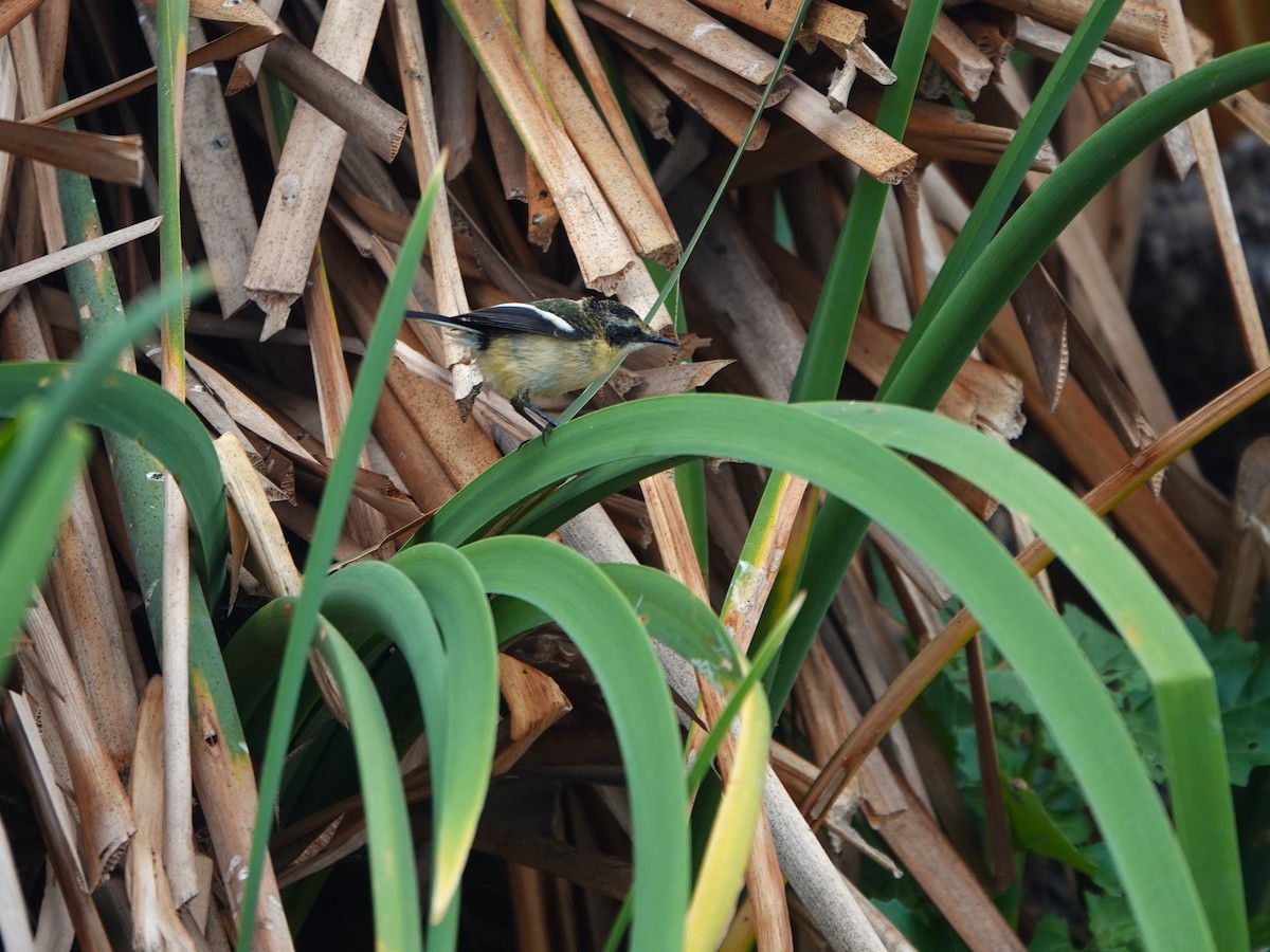 Many-colored Rush Tyrant - ML645491042