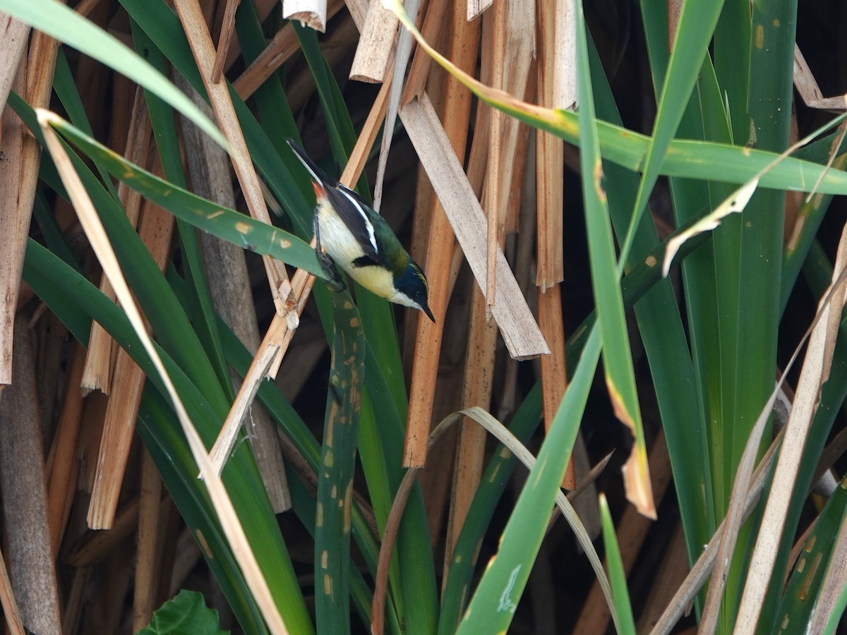 Many-colored Rush Tyrant - ML645491043