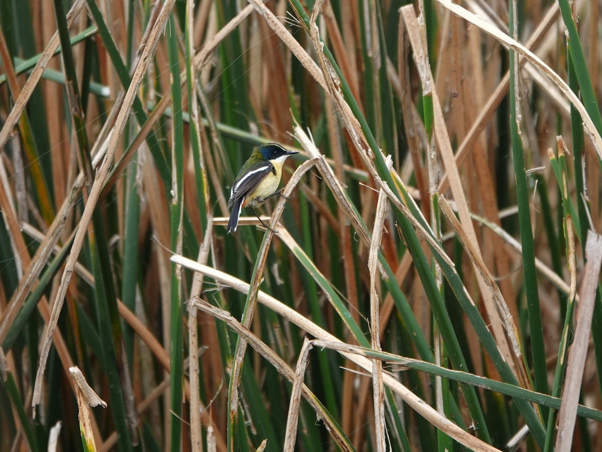 Many-colored Rush Tyrant - ML645491044