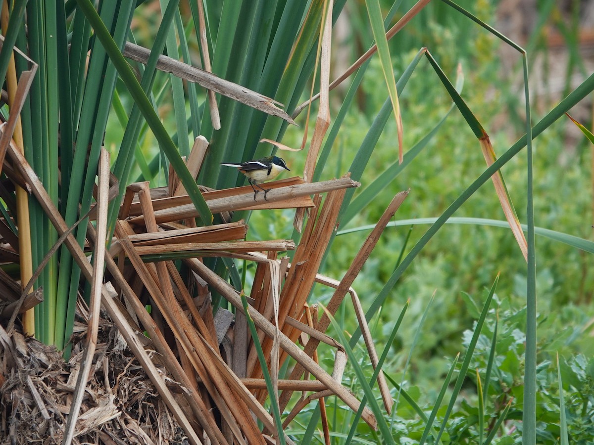 Many-colored Rush Tyrant - ML645491045