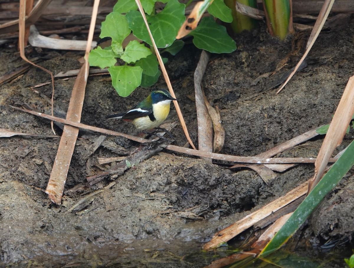 Many-colored Rush Tyrant - ML645491046