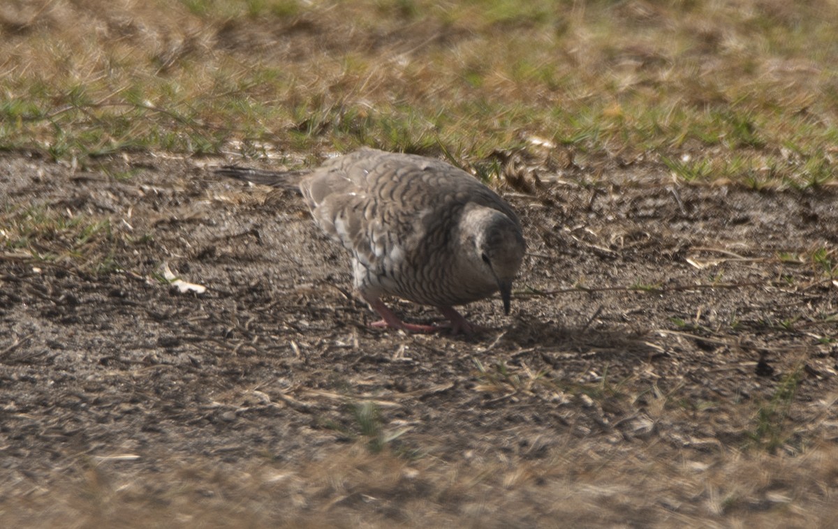Scaled Dove - ML645491047