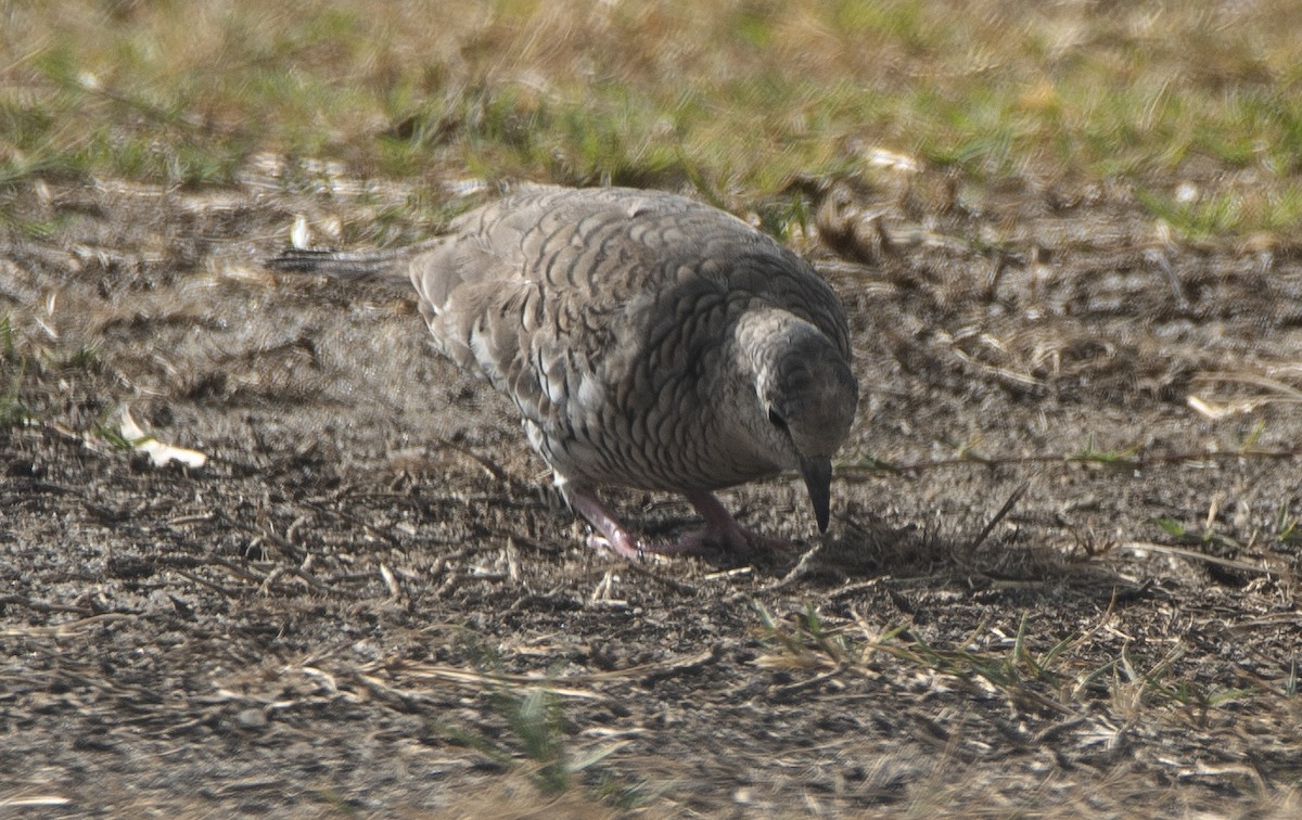 Scaled Dove - ML645491048