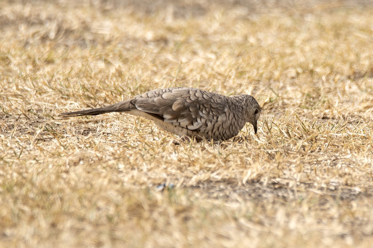 Scaled Dove - ML645491049