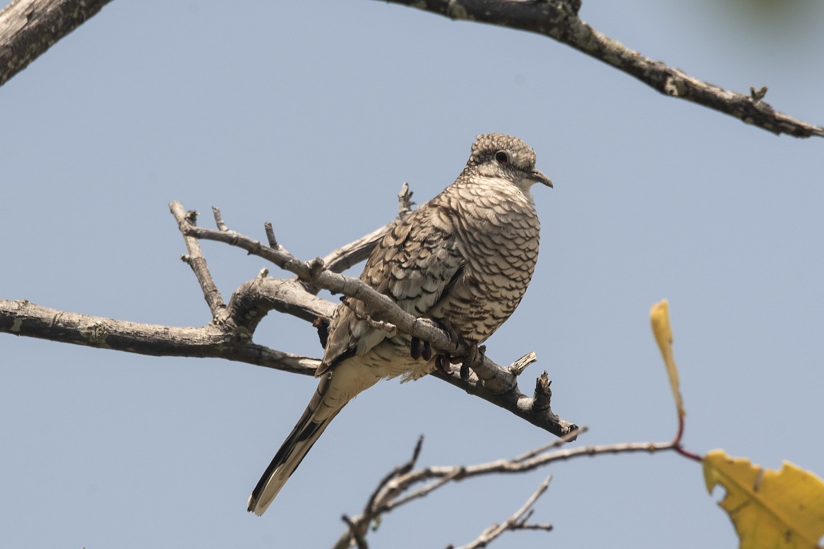 Scaled Dove - ML645491050