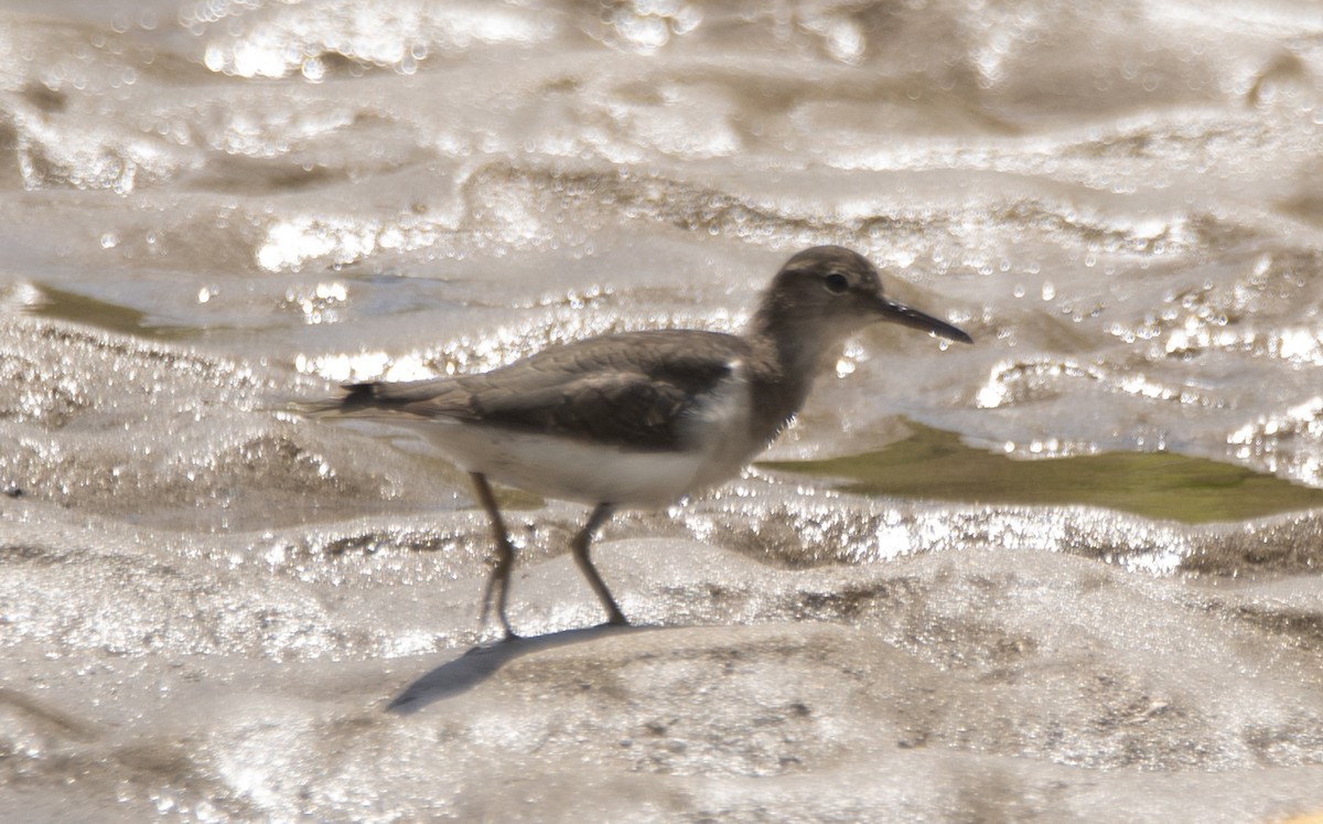 Spotted Sandpiper - ML645491052